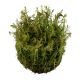 Tropica 1-2-Grow! Rotala wallichii