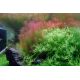 Tropica 1-2-Grow! Rotala wallichii 6,95 €