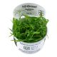 Tropica 1-2-Grow! Sagittaria subulata  6,95 €