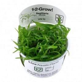 Tropica 1-2-Grow! Sagittaria subulata  6,95 €