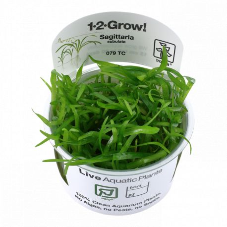 Tropica 1-2-Grow! Sagittaria subulata 