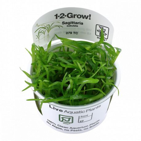 Tropica 1-2-Grow! Sagittaria subulata  6,95 €