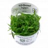 Tropica 1-2-Grow! Sagittaria subulata 