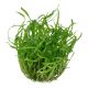 Tropica 1-2-Grow! Sagittaria subulata  6,95 €