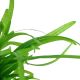 Tropica 1-2-Grow! Sagittaria subulata  6,95 €