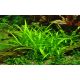 Tropica 1-2-Grow! Sagittaria subulata  6,95 €