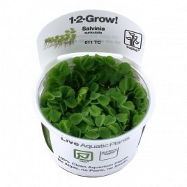 Tropica 1-2-Grow! Salvinia auriculata 6,95 €