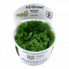 Tropica 1-2-Grow! Salvinia minima