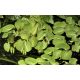 Tropica 1-2-Grow! Salvinia auriculata 6,95 €