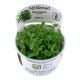 Tropica 1-2-Grow! Staurogyne repens 6,95 €