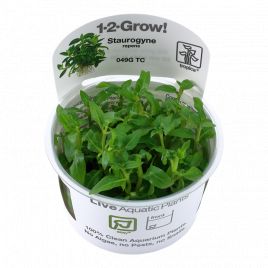 Tropica 1-2-Grow! Staurogyne repens