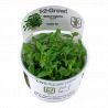 Tropica 1-2-Grow! Staurogyne repens