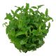 Tropica 1-2-Grow! Staurogyne repens 6,95 €