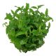 Tropica 1-2-Grow! Staurogyne repens