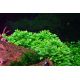 Tropica 1-2-Grow! Staurogyne repens