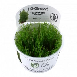 Tropica 1-2-Grow! Taxiphyllum alternans 'Taiwan' 6,95 €