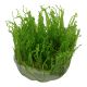 Tropica 1-2-Grow! Taxiphyllum alternans 'Taiwan' 6,95 €