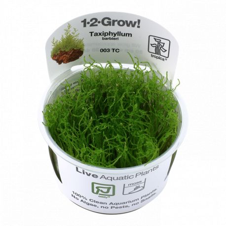 Tropica 1-2-Grow! Taxiphyllum barbieri 6,95 €