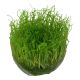 Tropica 1-2-Grow! Taxiphyllum barbieri 6,95 €