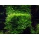 Tropica 1-2-Grow! Taxiphyllum barbieri 6,95 €