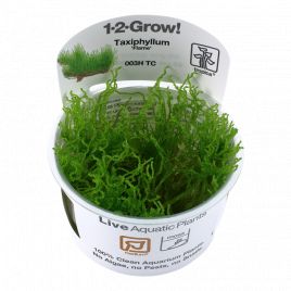 Mousse de Java / Tapis / Plantes d'aquarium LIVE d'eau douce