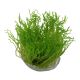 Tropica 1-2-Grow! Taxiphyllum 'Flame' 6,95 €