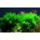 Tropica 1-2-Grow! Taxiphyllum 'Flame' 6,95 €