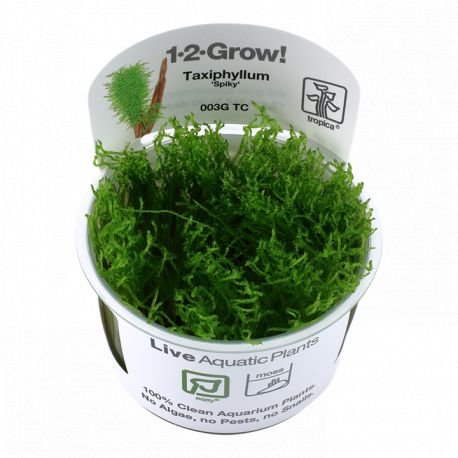 Tropica 1-2-Grow! Taxiphyllum 'Spiky' 6,95 €
