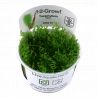 Tropica 1-2-Grow! Taxiphyllum 'Spiky'