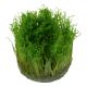 Tropica 1-2-Grow! Taxiphyllum 'Spiky'