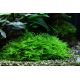 Tropica 1-2-Grow! Taxiphyllum 'Spiky'