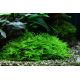 Tropica 1-2-Grow! Taxiphyllum 'Spiky' 6,95 €