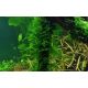 Tropica 1-2-Grow! Taxiphyllum 'Spiky' 6,95 €