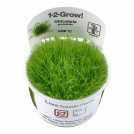 Tropica 1-2-Grow! Utricularia graminifolia