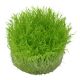 Tropica 1-2-Grow! Utricularia graminifolia 6,95 €