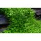 Tropica 1-2-Grow! Utricularia graminifolia 6,95 €