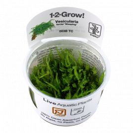 Tropica 1-2-Grow! Vesicularia ferriei 'Weeping' 6,95 €