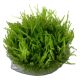 Tropica 1-2-Grow! Vesicularia ferriei 'Weeping' 6,95 €