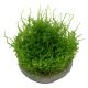 Tropica 1-2-Grow! Vesicularia montagnei 'Christmas'