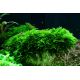 Tropica 1-2-Grow! Vesicularia montagnei 'Christmas'