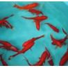 Cometes rouges 10-12 cm lot de 20