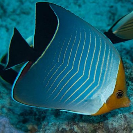 Chaetodon Larvatus 8-10 cm