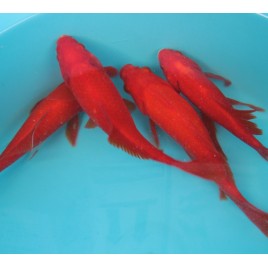 Comette rouges 15-17cm  Comètes rouges 9,50 €