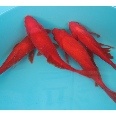 Comette rouges 15-17cm lot de 2  Comètes rouges 18,50 €