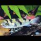 Colomesus Asellus - Tétraodon d’eau douce du Pérou 3-4 cm 19,50 €
