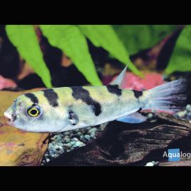 Colomesus Asellus - Tétraodon d’eau douce du Pérou 6cm