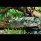 Tetraodon Mbu sauvages 5-7 cm 287,50 €