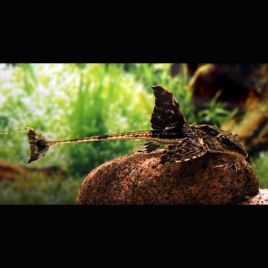 Loricaria sp. Rio Atabapo 10 cm