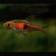 Trigonostigma-rasbora Hengeli