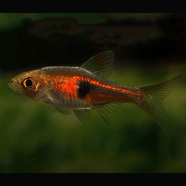 Trigonostigma-rasbora Hengeli lot de 10 15,00 €